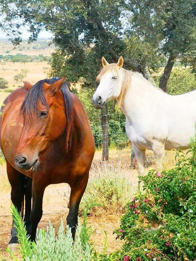 Sharish - Monte Das Estevas Estremoz Exterior foto